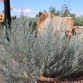 Fringed Sage